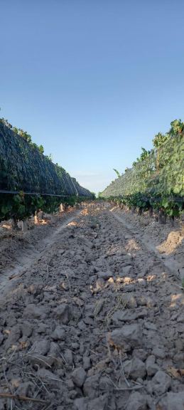 Finca en Venta en Lujan de Cuyo, Mendoza
