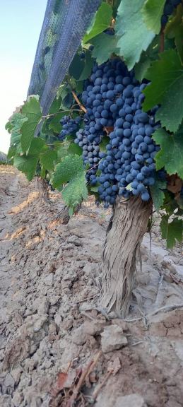 Finca en Venta en Lujan de Cuyo, Mendoza