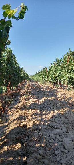 Finca en Venta en Lujan de Cuyo, Mendoza