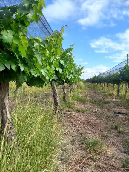 Finca en Venta en Maipu, Mendoza