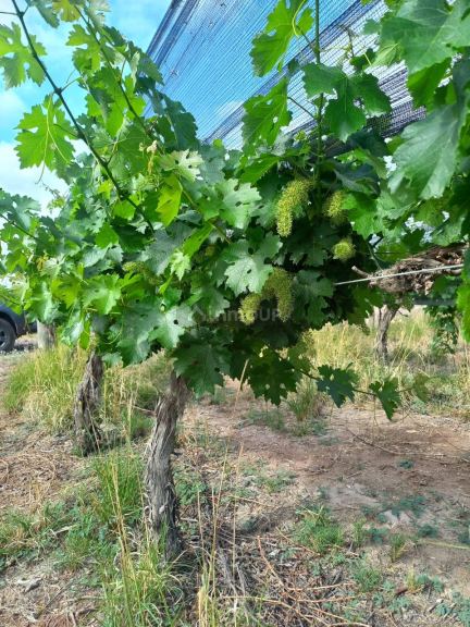 Finca en Venta en Maipu, Mendoza