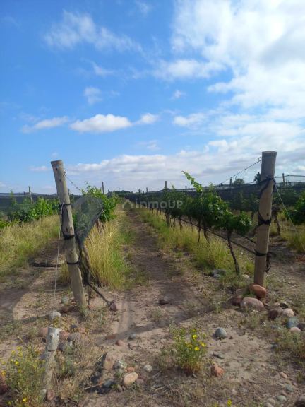 Finca en Venta en Maipu, Mendoza