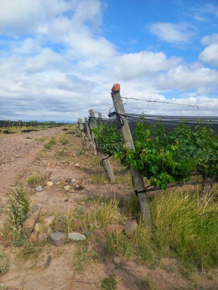 Finca en Venta en Maipu, Mendoza