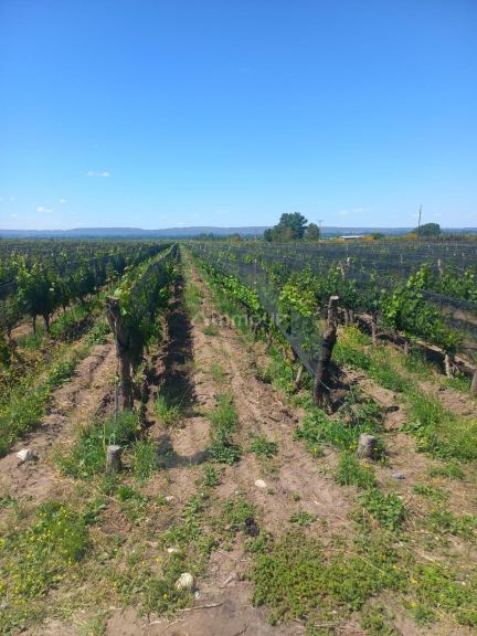 Finca en Venta en Tupungato, Mendoza