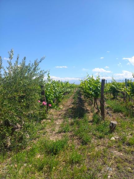 Finca en Venta en Tupungato, Mendoza