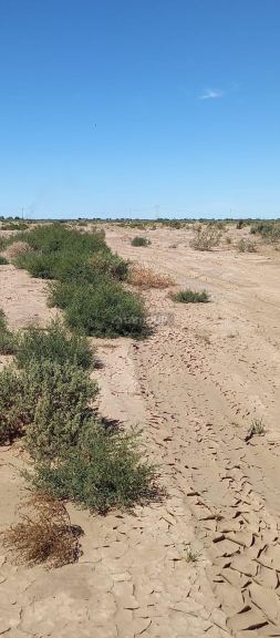 Finca en Venta en Lavalle, Mendoza
