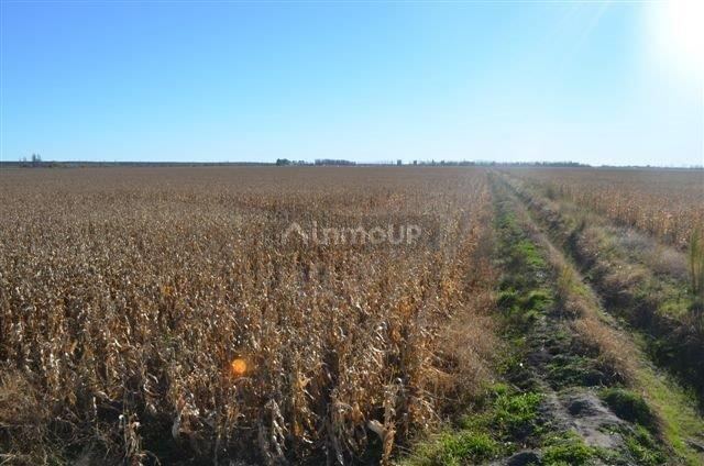 Campo en Venta en Conesa, Rio Negro