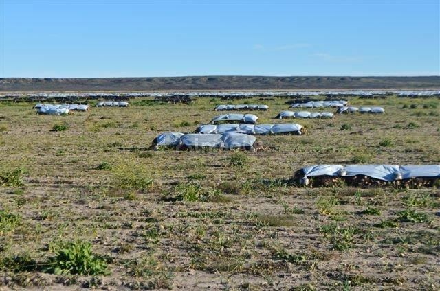 Campo en Venta en Conesa, Rio Negro