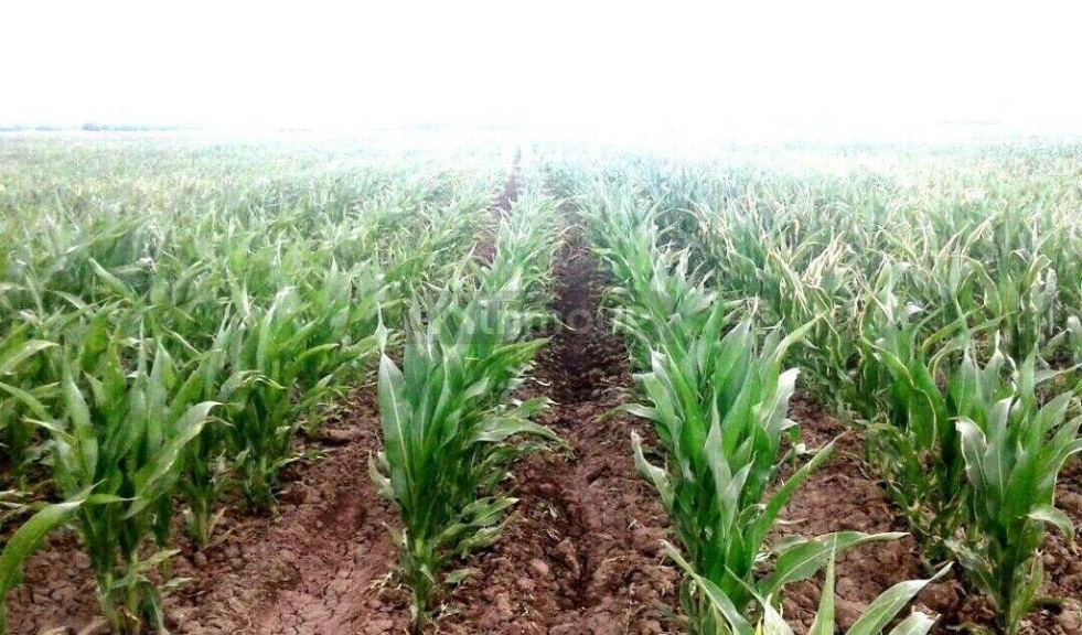 Campo en Venta en Conesa, Rio Negro