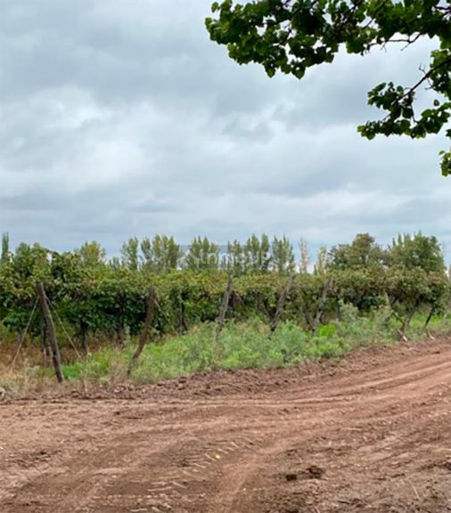 Finca en Venta en Lavalle, Mendoza