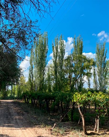 Finca en Venta en Lavalle, Mendoza