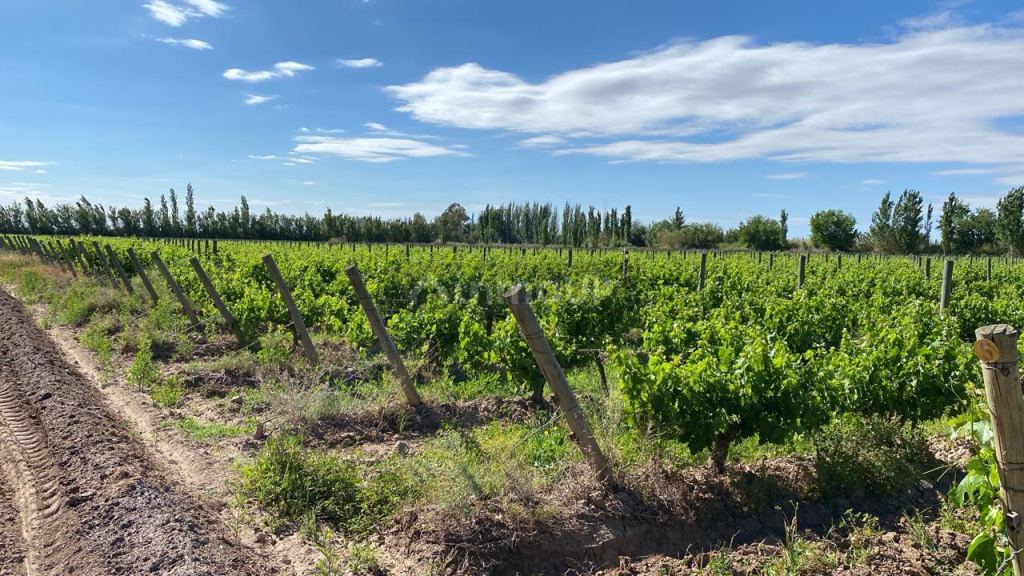 Finca en Venta en Lavalle, Mendoza