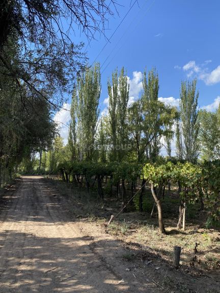 Finca en Venta en Lavalle, Mendoza