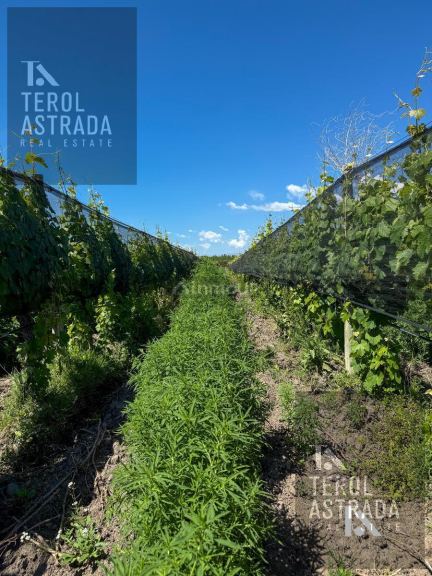 Finca en Venta en Tupungato, Mendoza
