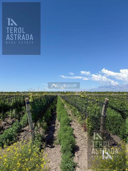 Finca en Venta en Tupungato, Mendoza