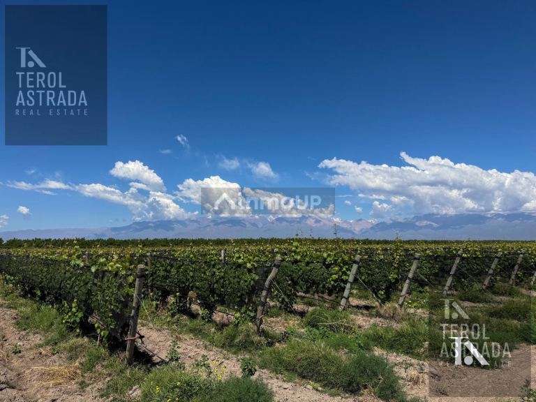Finca en Venta en Tupungato, Mendoza