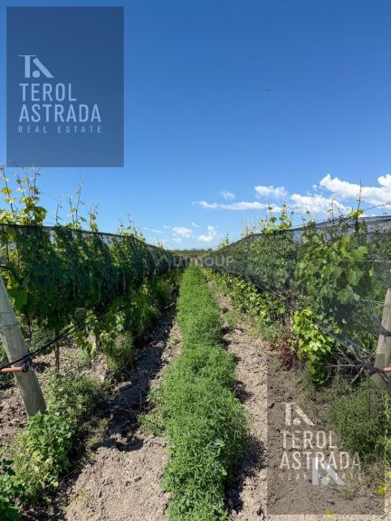 Finca en Venta en Tupungato, Mendoza