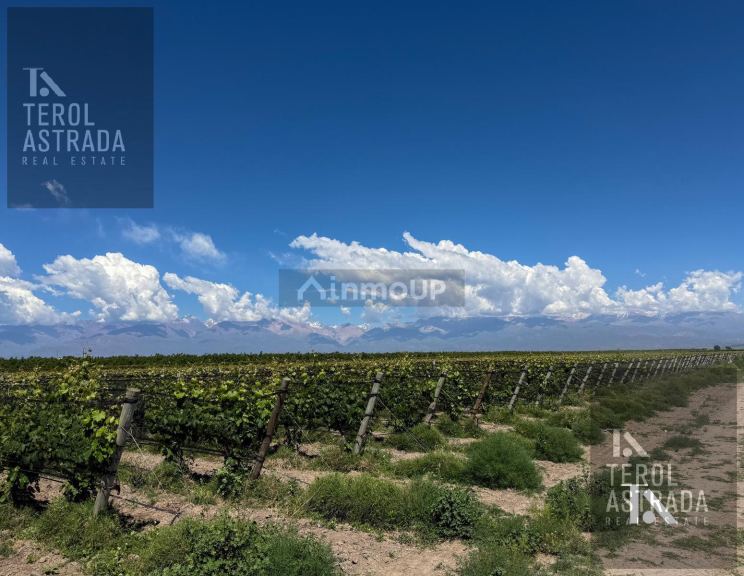 Finca en Venta en Tupungato, Mendoza