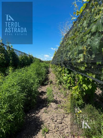Finca en Venta en Tupungato, Mendoza