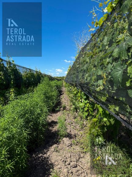 Finca en Venta en Tupungato, Mendoza