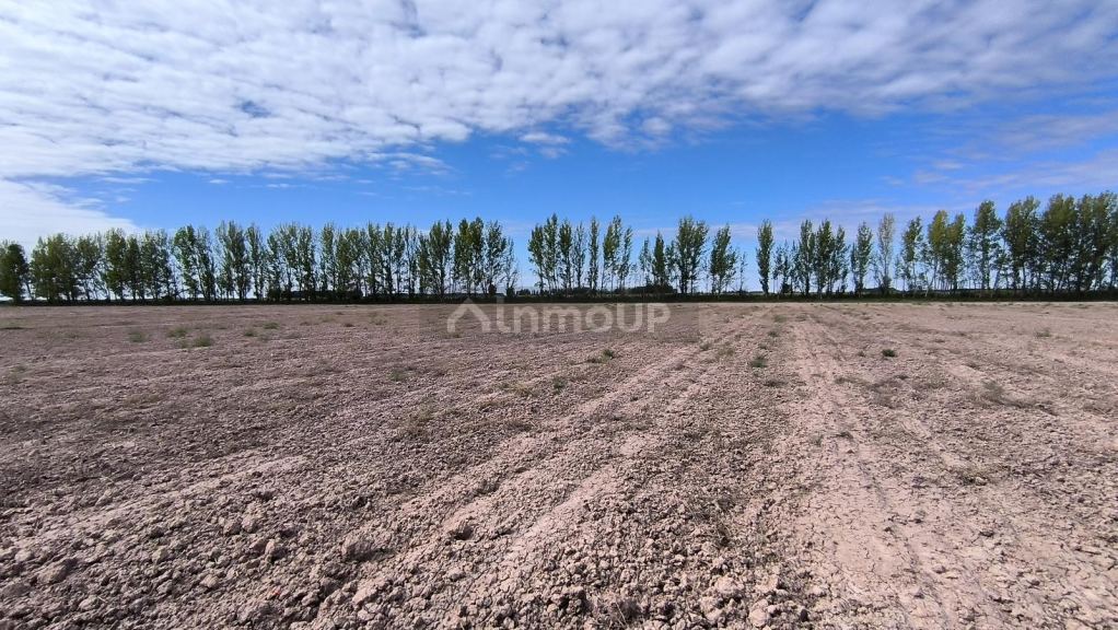 Finca en Venta en Lavalle, Mendoza