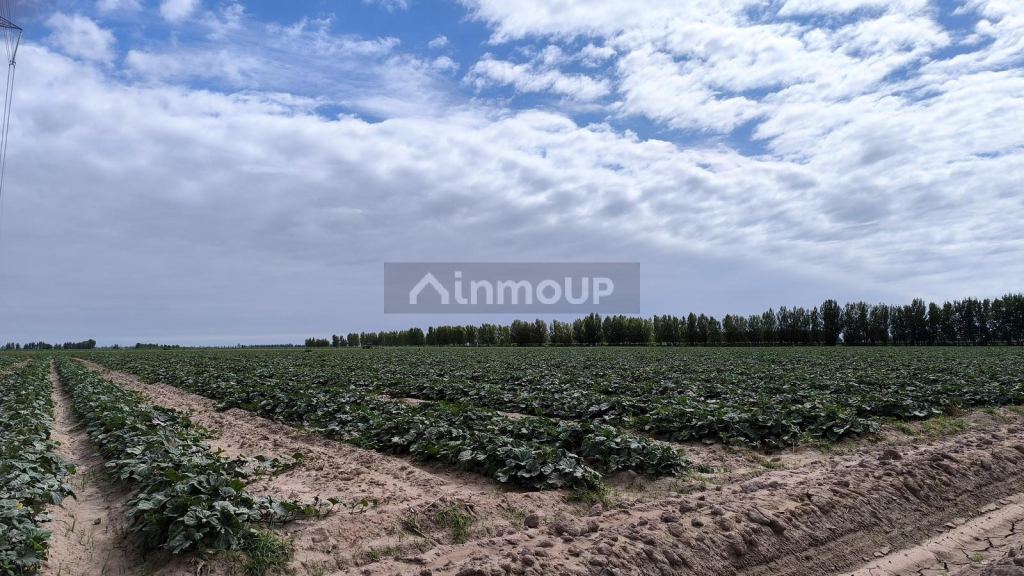 Finca en Venta en Lavalle, Mendoza