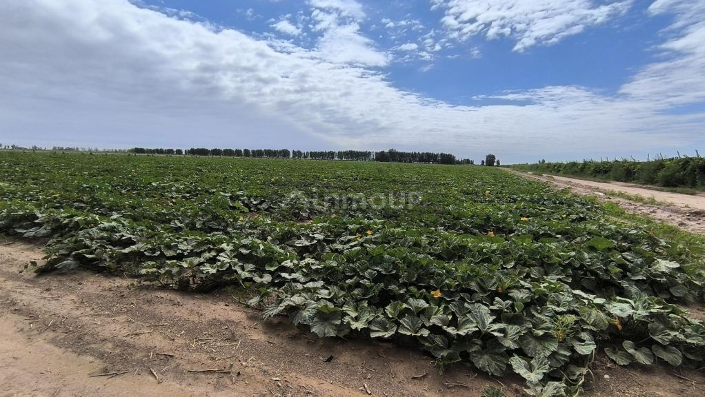 Finca en Venta en Lavalle, Mendoza
