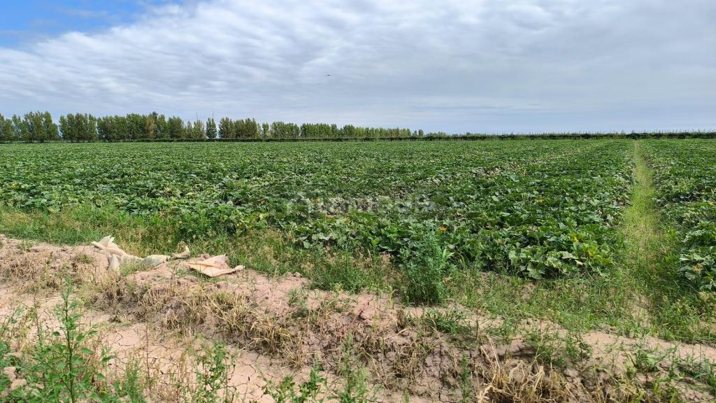 Finca en Venta en Lavalle, Mendoza