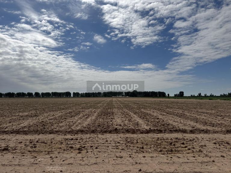 Finca en Venta en Lavalle, Mendoza