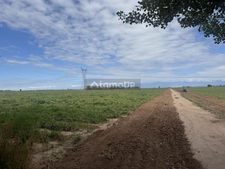 Finca en Venta en Lavalle, Mendoza
