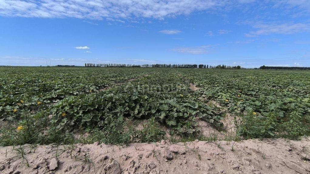 Finca en Venta en Lavalle, Mendoza