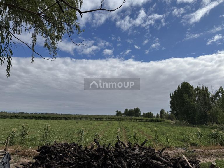 Finca en Venta en Lavalle, Mendoza