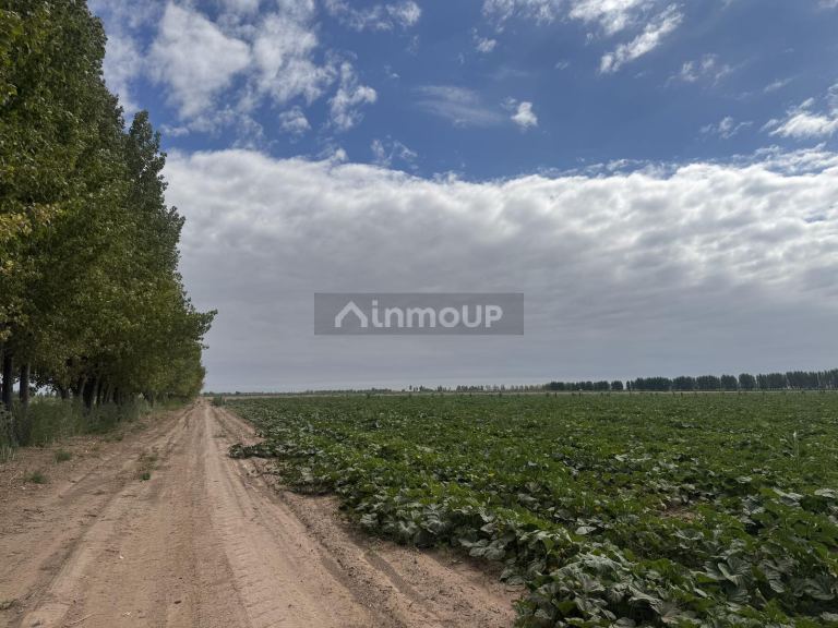 Finca en Venta en Lavalle, Mendoza