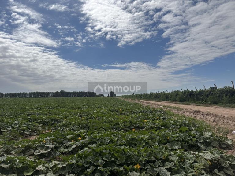 Finca en Venta en Lavalle, Mendoza