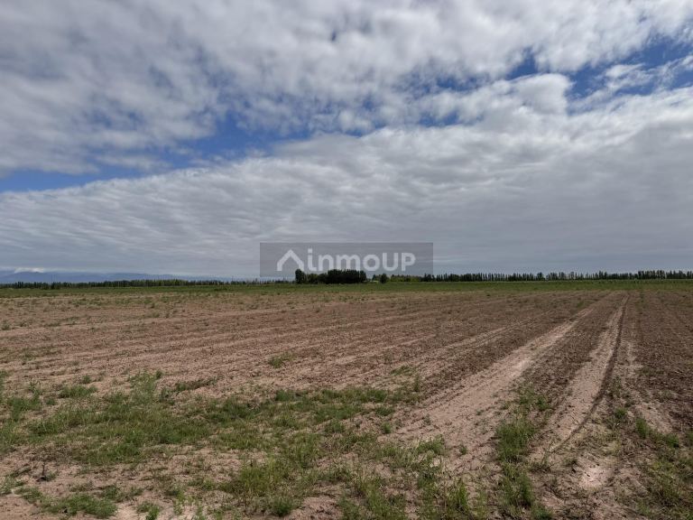 Finca en Venta en Lavalle, Mendoza