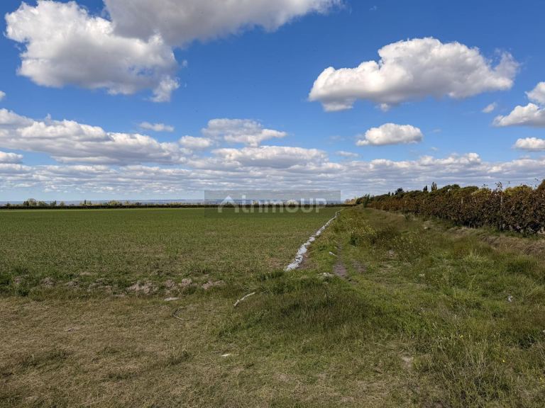 Campo en Venta en San Carlos, Mendoza