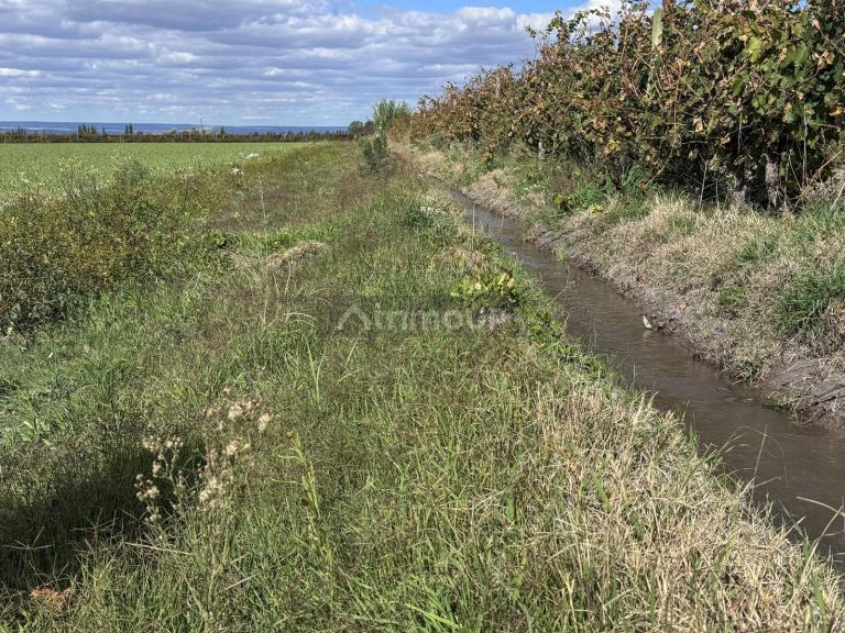 Campo en Venta en San Carlos, Mendoza