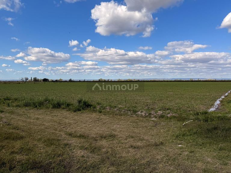 Campo en Venta en San Carlos, Mendoza