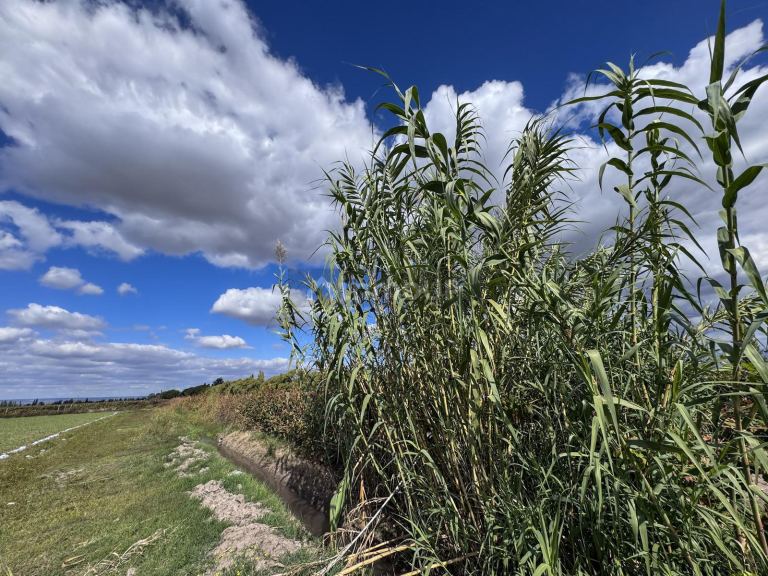 Campo en Venta en San Carlos, Mendoza