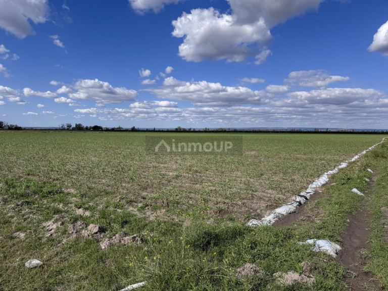 Campo en Venta en San Carlos, Mendoza