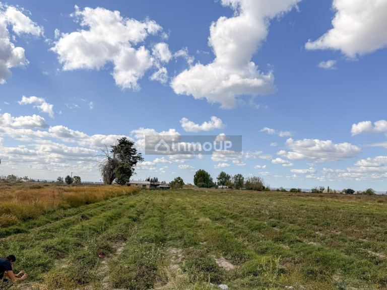 Campo en Venta en San Carlos, Mendoza