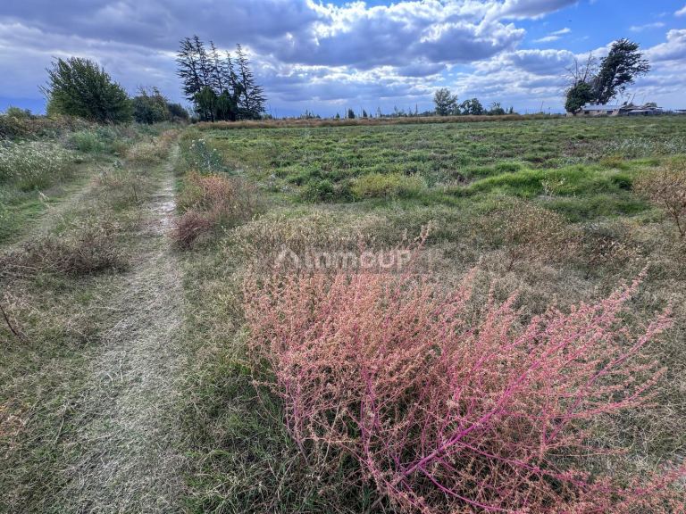 Campo en Venta en San Carlos, Mendoza