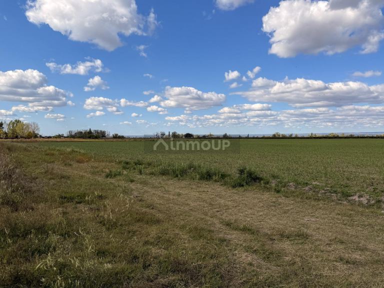 Campo en Venta en San Carlos, Mendoza