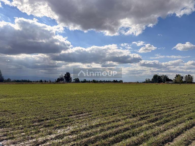 Campo en Venta en San Carlos, Mendoza