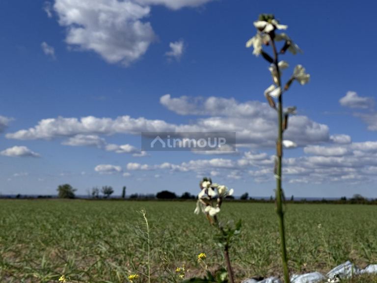 Campo en Venta en San Carlos, Mendoza