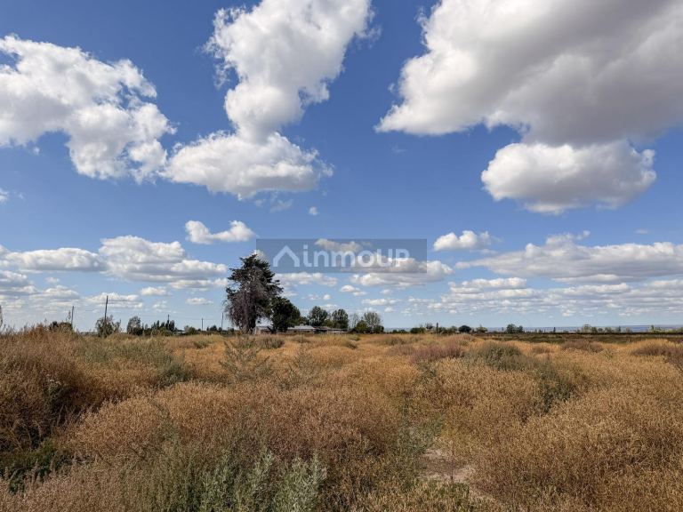 Campo en Venta en San Carlos, Mendoza