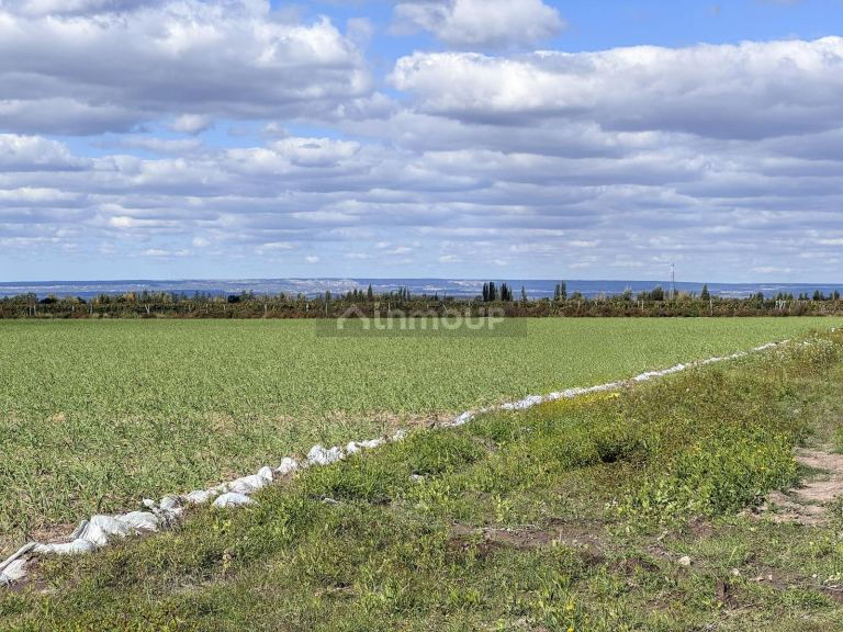 Campo en Venta en San Carlos, Mendoza