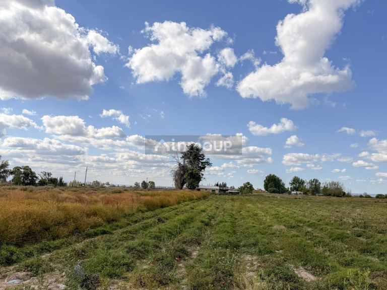 Campo en Venta en San Carlos, Mendoza