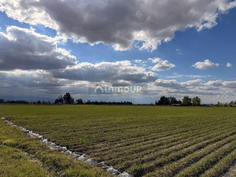 Campo en Venta en San Carlos, Mendoza