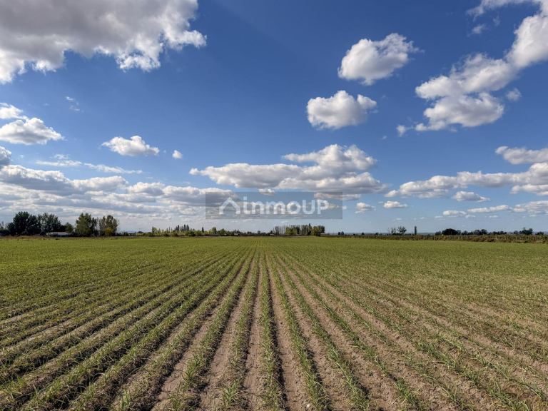 Campo en Venta en San Carlos, Mendoza